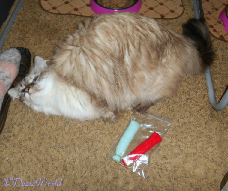 Dezi rolls on the toys from Trixie and Buster