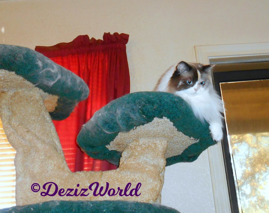 Raena lays atop cat tree
