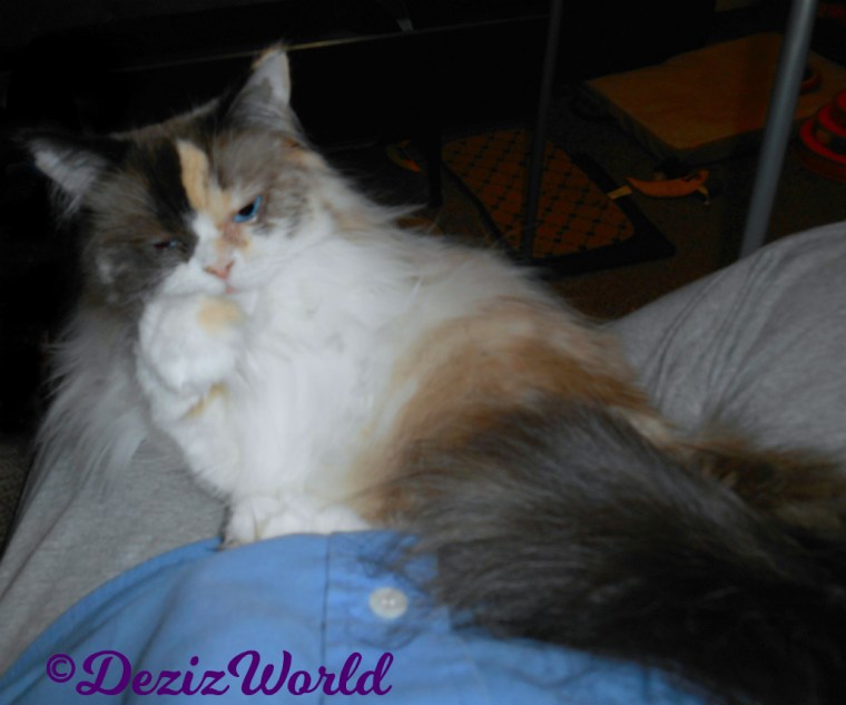 Raena lays in mommy's lap with her paw to her mouth