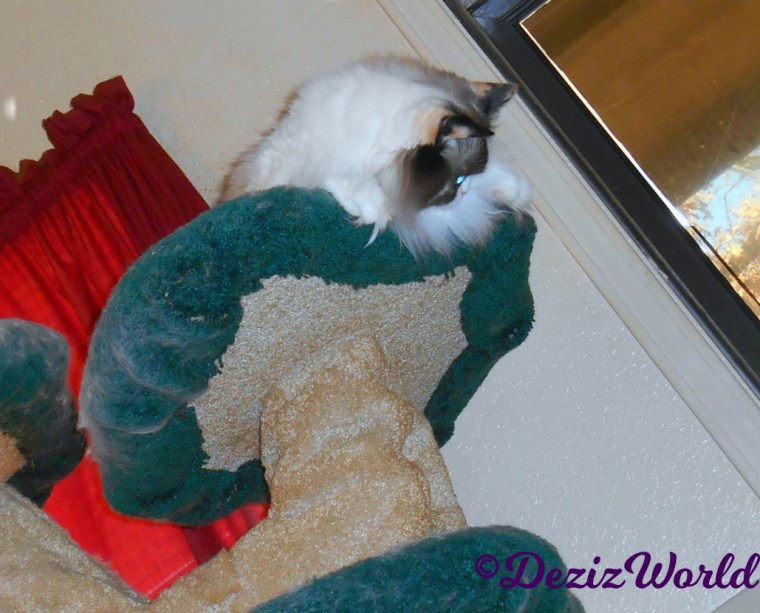 Raena peeks over edge of top of cat tree 