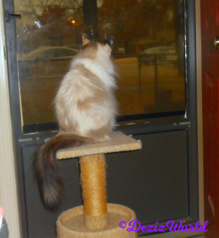 Raena looks out door from perch