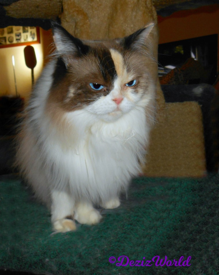Raena stands on cat tree