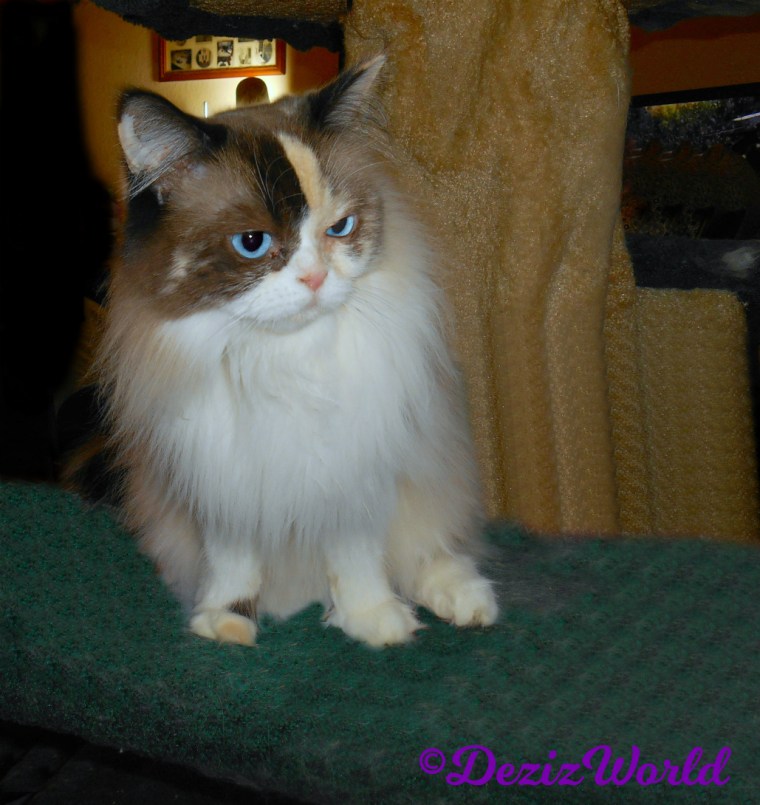 Raena sits on cat tree = selfie