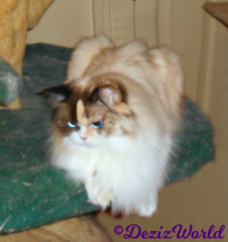 Raena lays on cat tree