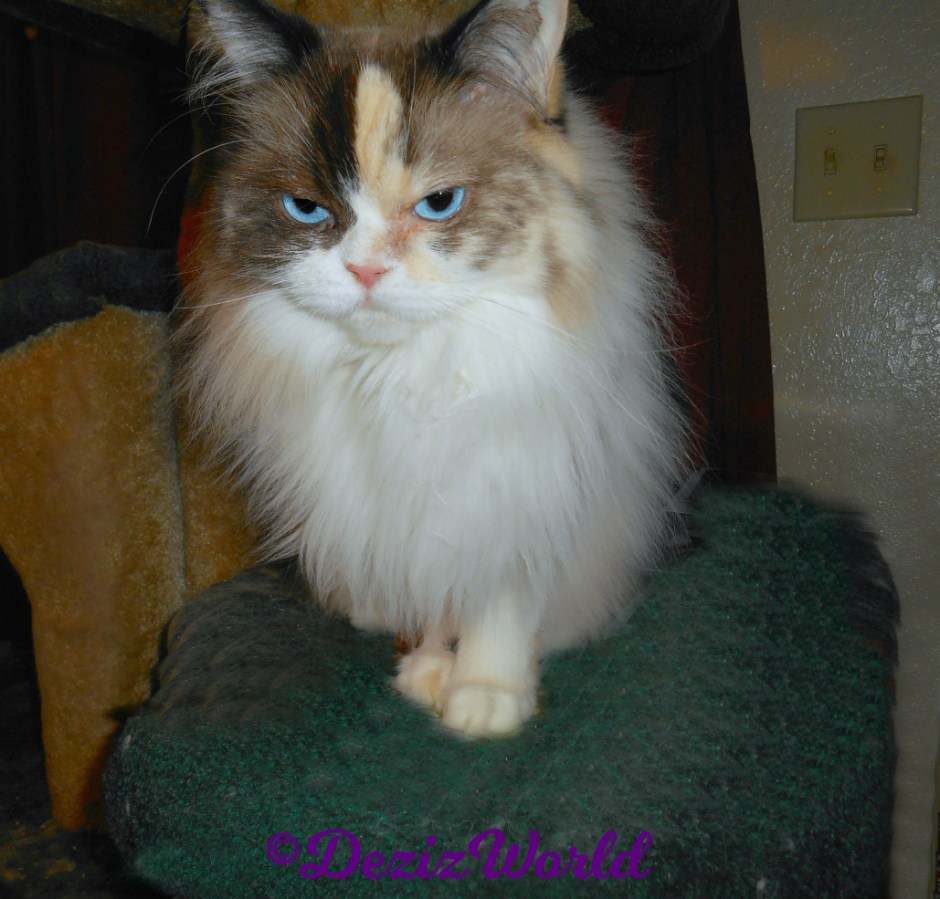 Raena selfie on cat tree