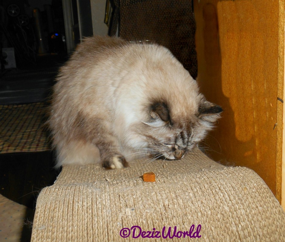 Dezi eats treats on scratcher