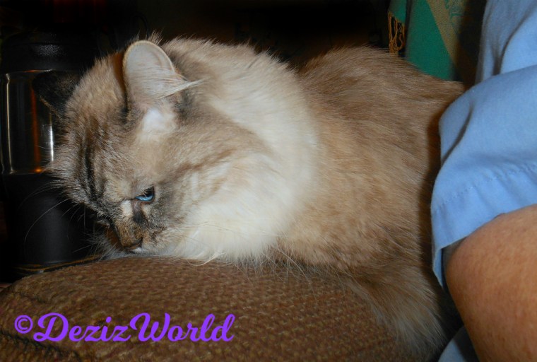 Dezi lays on chair arm looking down