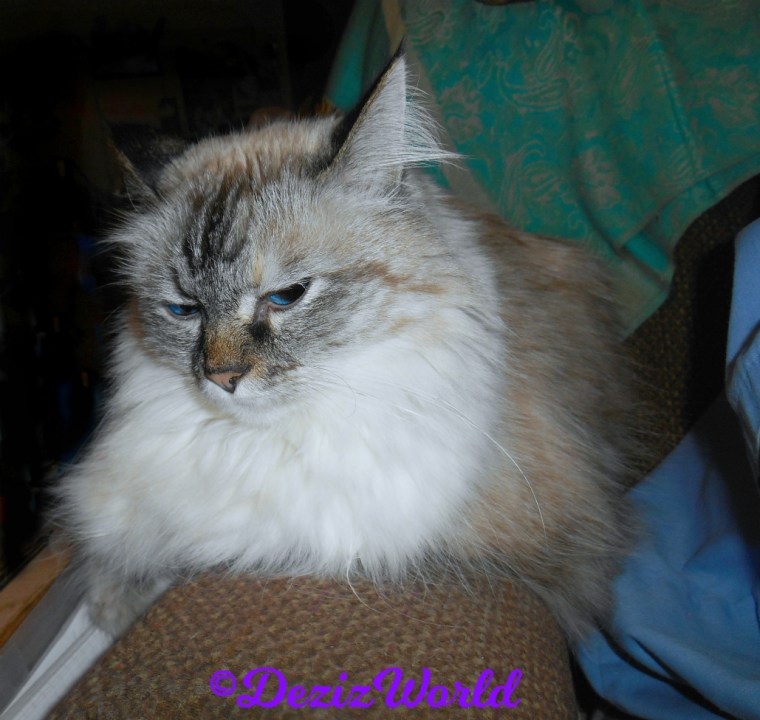 Dezi lays on chair arm beside mommy A