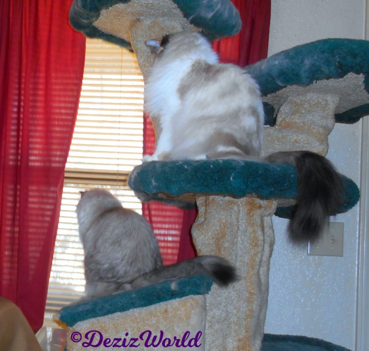 Dezi and Raena look out window from cat tree 