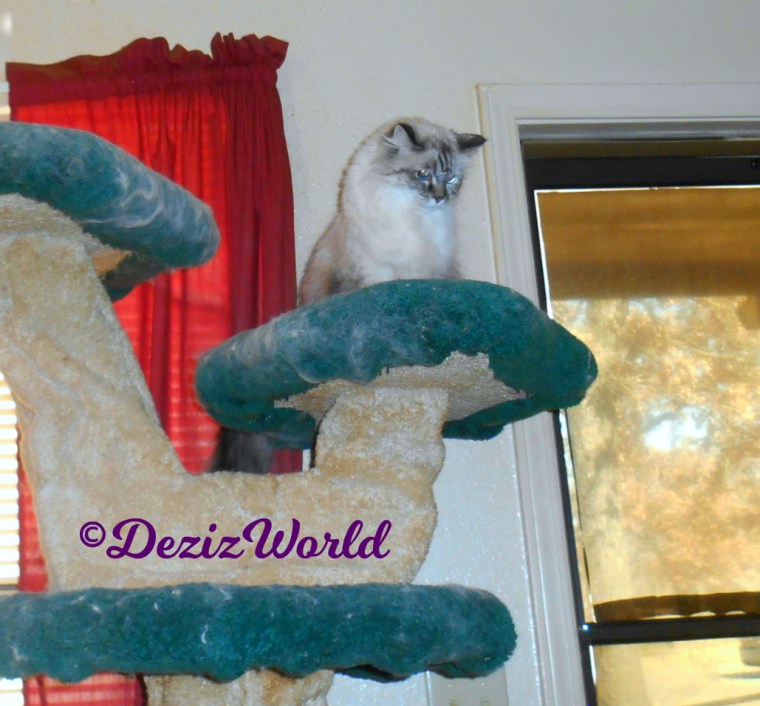 Dezi sits atop cat tree looking down