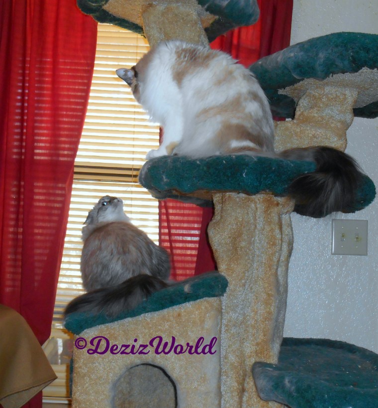 Dezi sits on cat tree looking back at Raena on the ledge