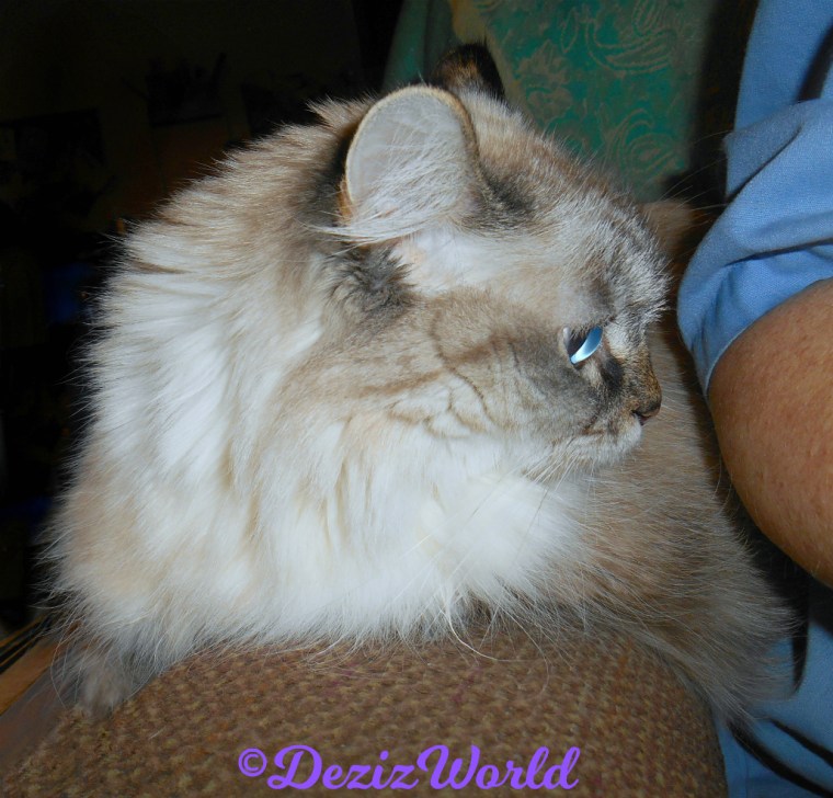 Dezi lays on chair arm looking at mommy A