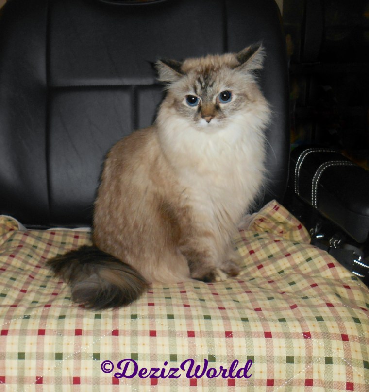 Dezi sits pretty in the wheelchair