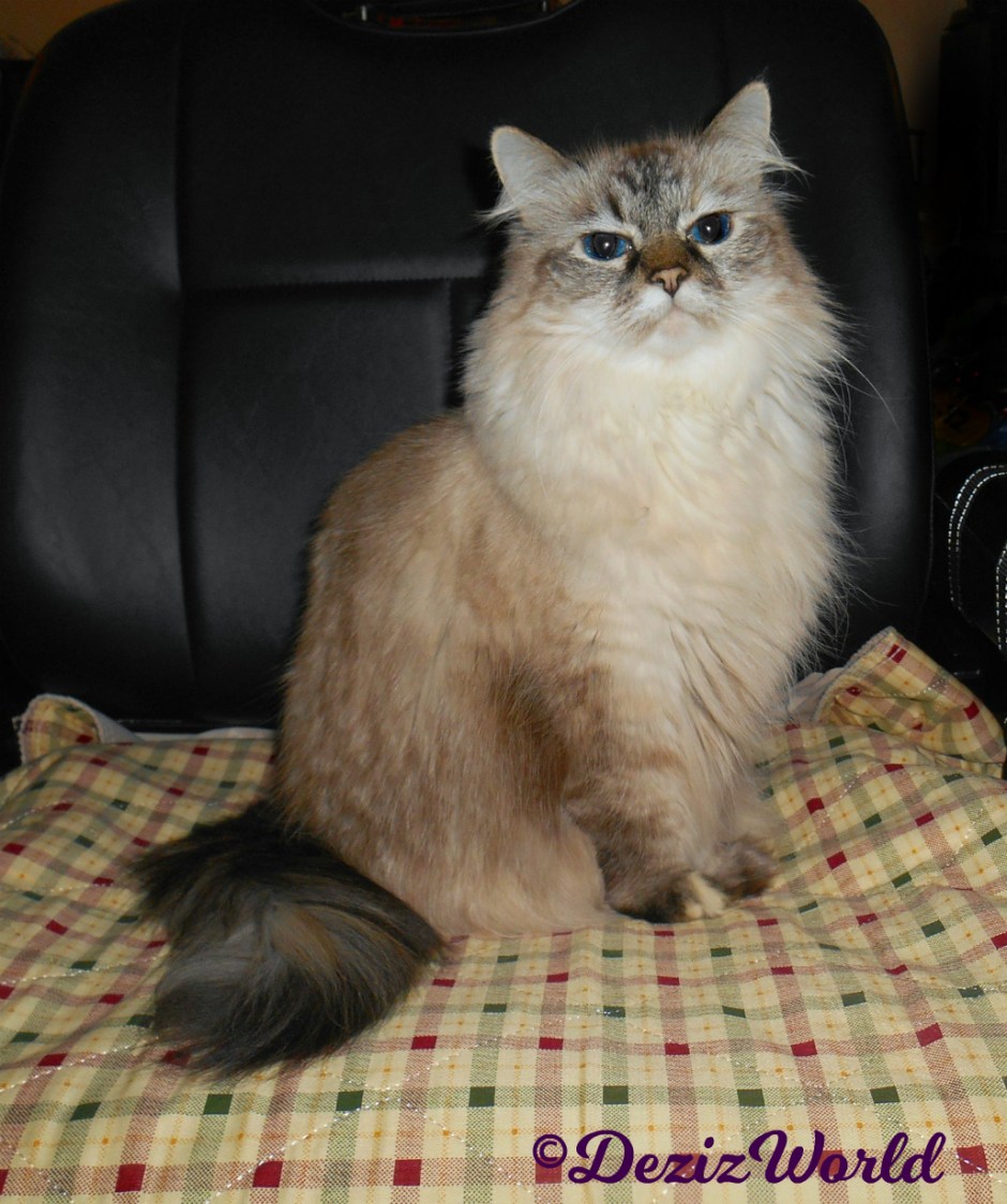 Dezi sits pretty in wheelchair