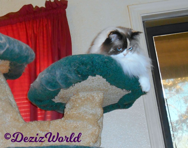 Raena lays atop the cat tree looking down