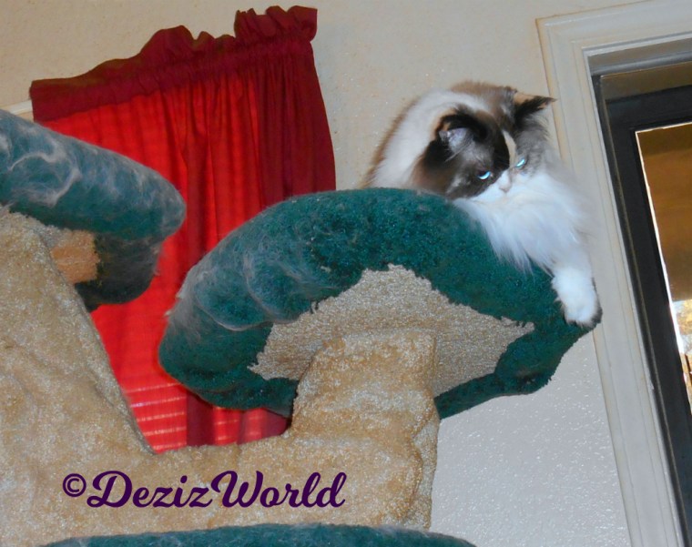 Raena lays atop cat tree looking down