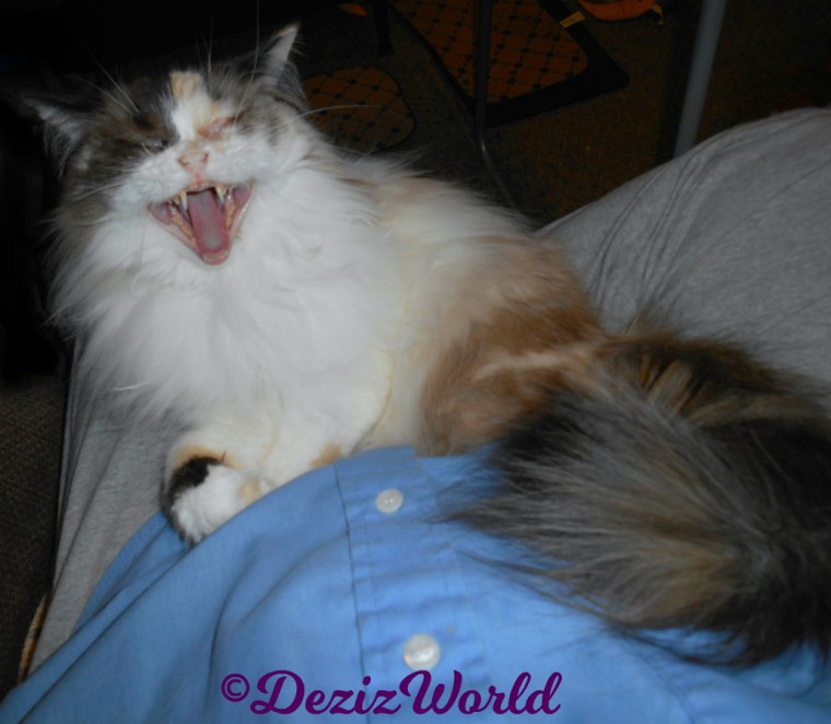 Raena lays in lap with mouth open