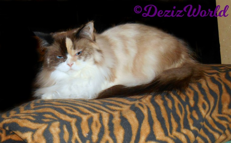 Raena lays on chair back