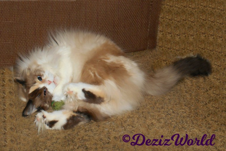 Raena plays with Kitty Nug