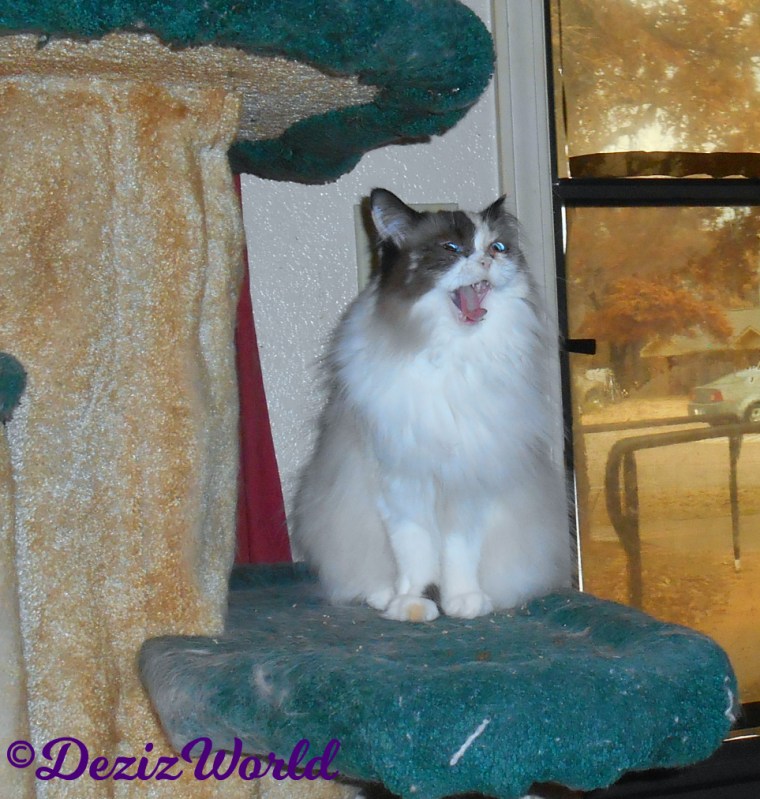 Raena sits on cat tree with mouth open
