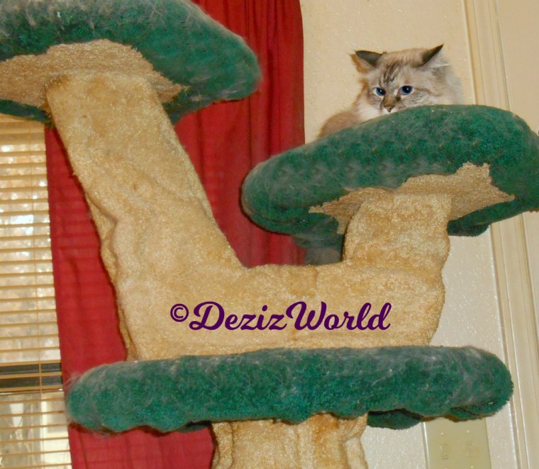 Dezi lays atop cat tree