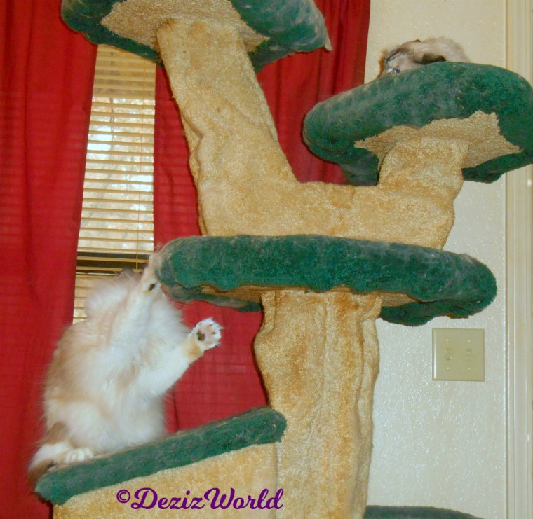 Dezi and Raena play on cat tree 