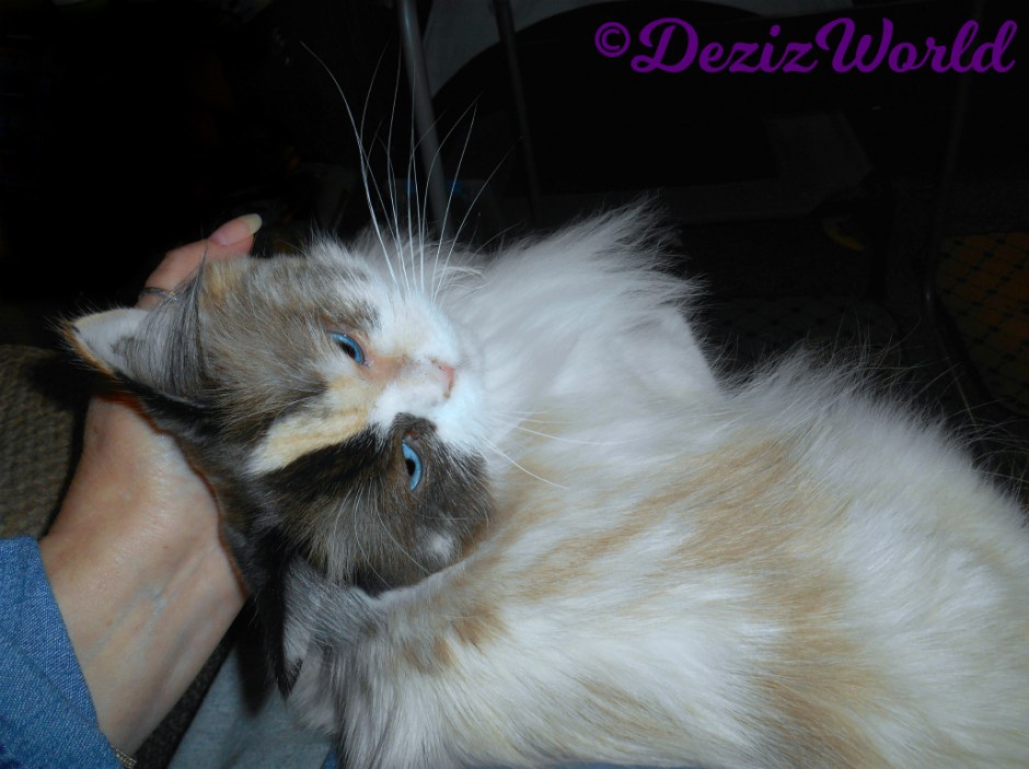 Raena gets loving while laying on mommy's lap