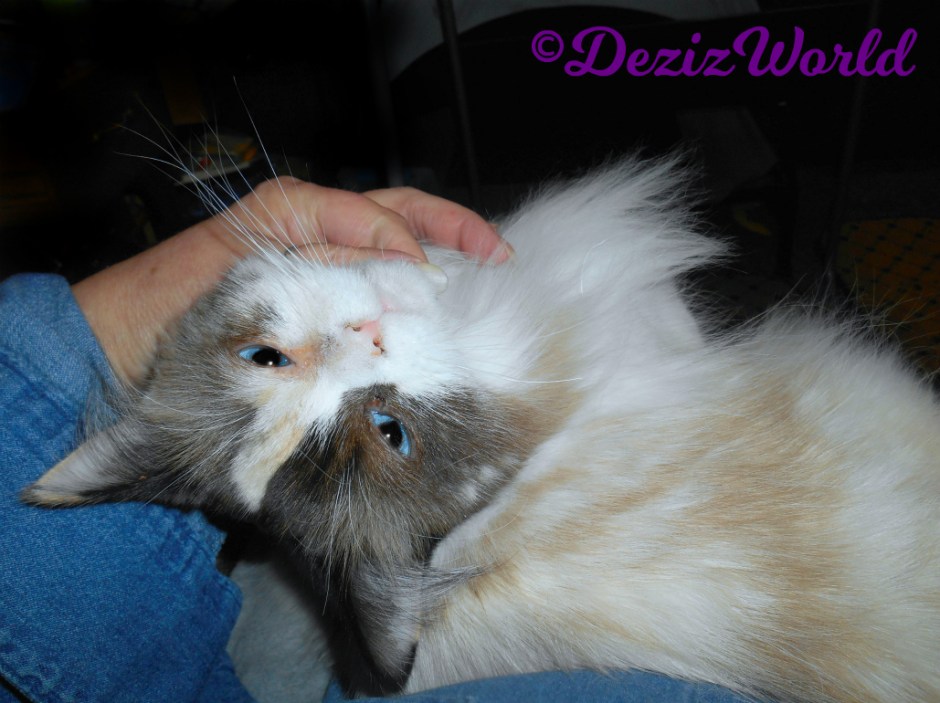 Raena gets lap loving