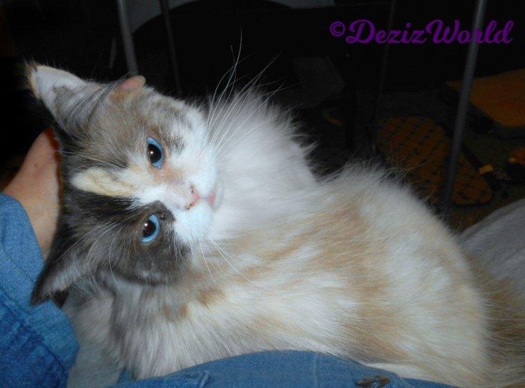 Raena gets lap loving