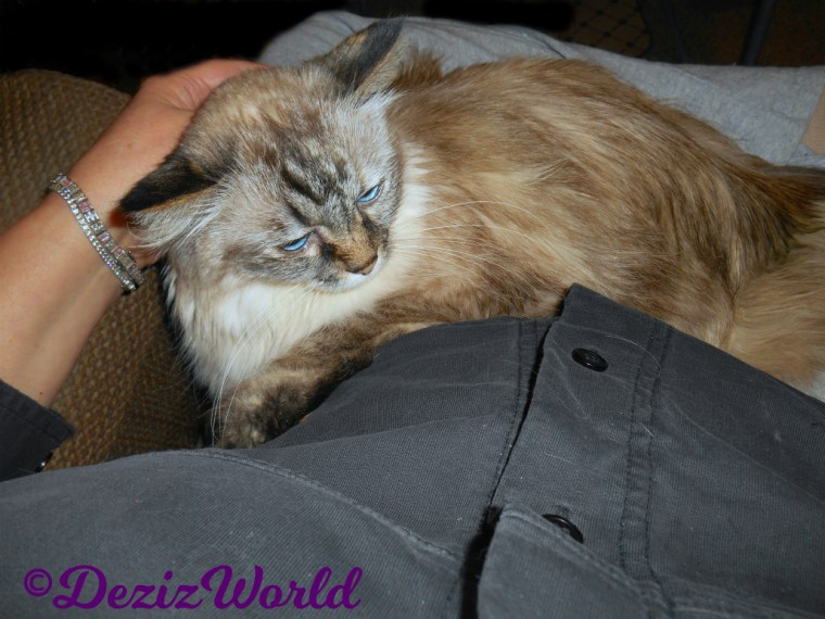 Dezi gets lap loving in mommy A's lap