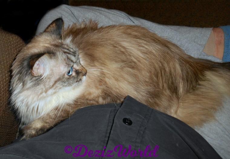 Dezi gets lap loving laying in mommy A's lap