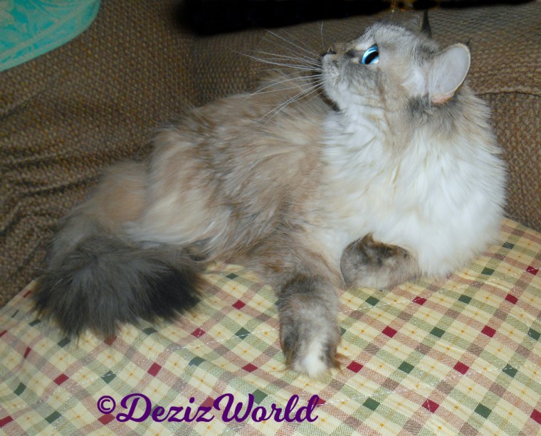 Dezi lays in chair looking up