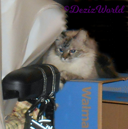 Dezi lays on top of a walmart box