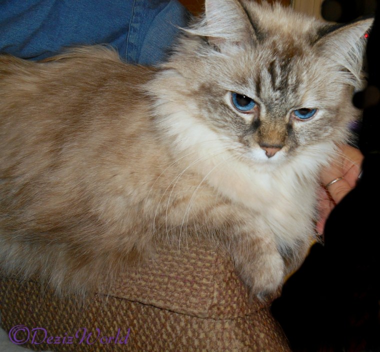 Dezi lays on chair arm - selfie