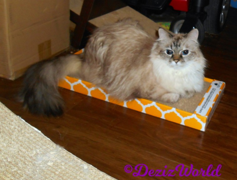 Dezi lays on cat scratcher