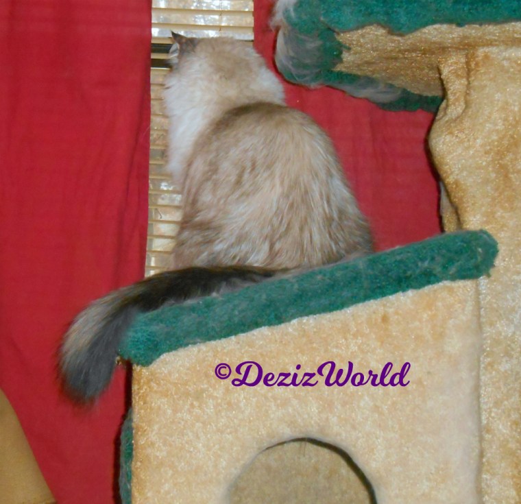 Dezi looks out window from cat tree