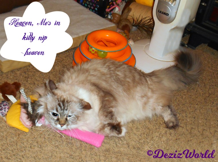 Dezi rolls around on catnip toys, kitty nip heaven