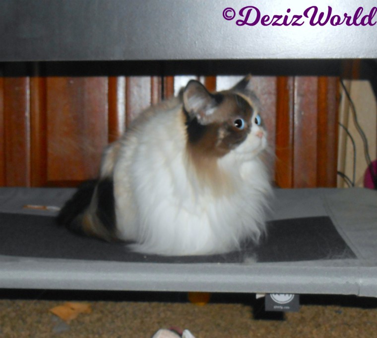 Rana lays on tent cot profile