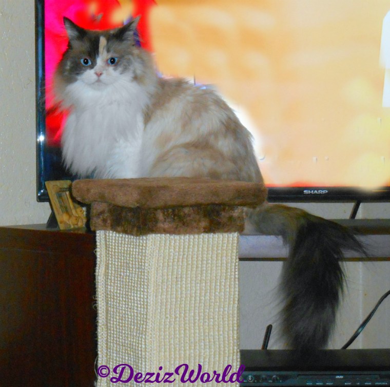 Raena sits in front of tv