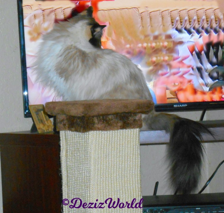 Raena sits in front of the tv and watches it