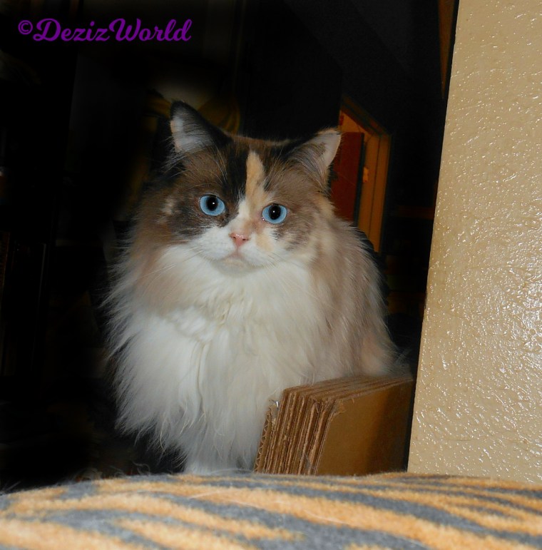 Raena lays on boxes in hallway