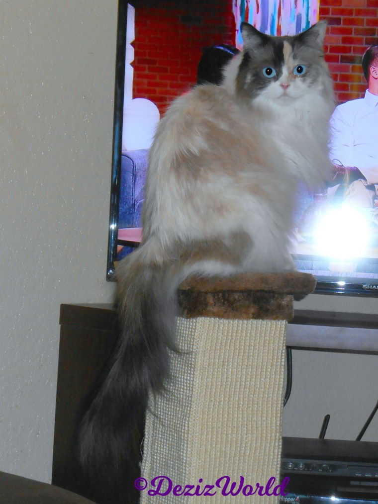 Raena sits on scratcher in front of the tv