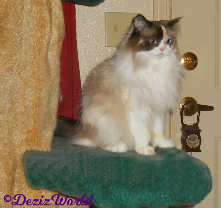 Raena sits on cat tree looking pretty