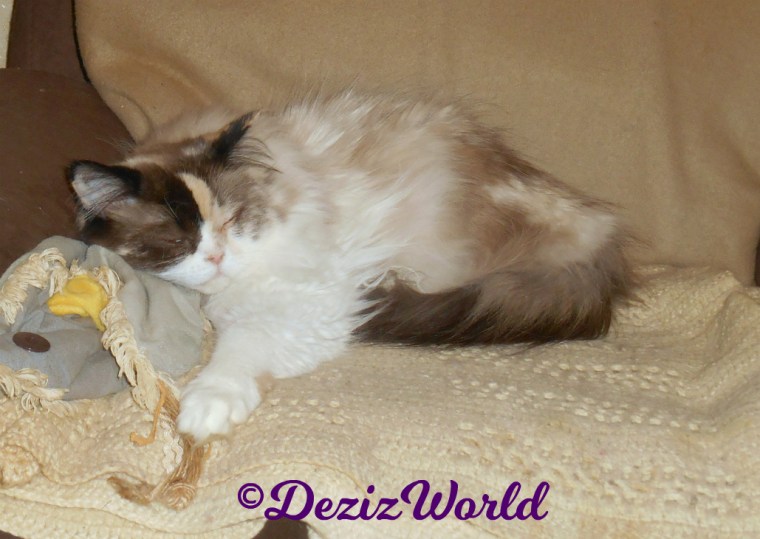 Raena sleeps in chair