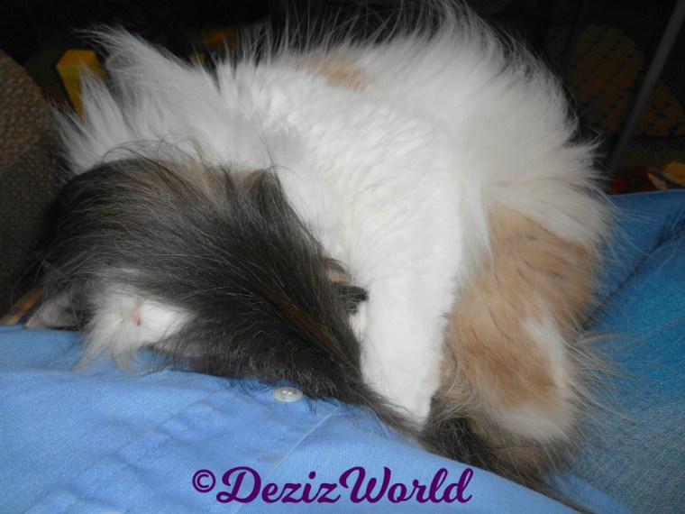 Raena sleeps in lap with floof covering face and head