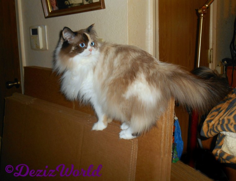 Raena stands on boxes in hallway looking back