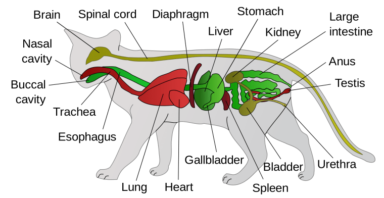 Anaztomy of a cat