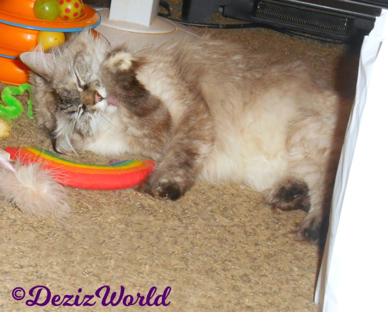Dezi bathes laying on nip toys
