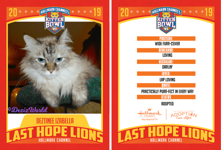 Dezi kitten bowl card