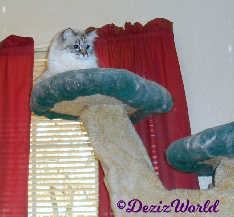Dezi looks dow in curiosity from atop cat tree